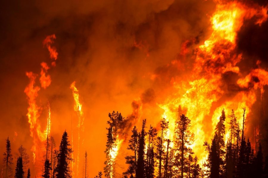 Why Are Wildfires Happening So Often?
