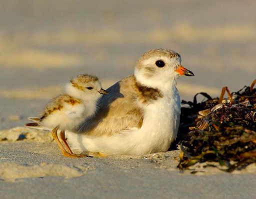 Threatened Piping Plovers on Long Island